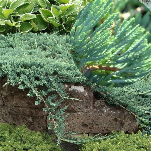 Juniperus horizontalis 'Glacier' - Roomav kadakas 'Glacier' C2/2L